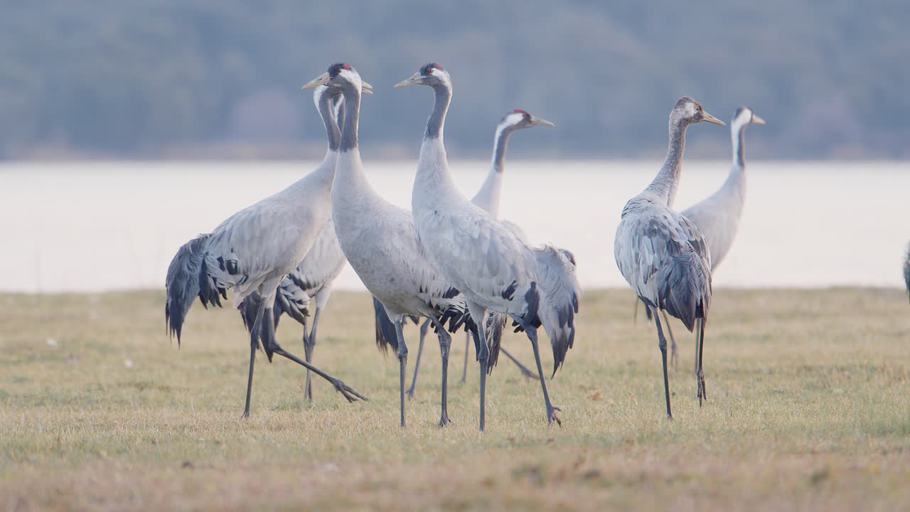 Group of cranes waking up at the roost during the wintering, within the lake, before dawn
