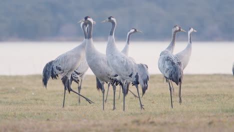 group of cranes waking up at the roost during the wintering, within the lake, before dawn