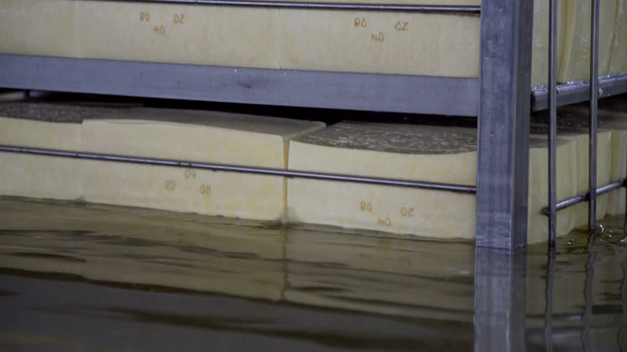 Cooling cheese wheels before drying. Cheese making process. Production of cheese wheels in factory