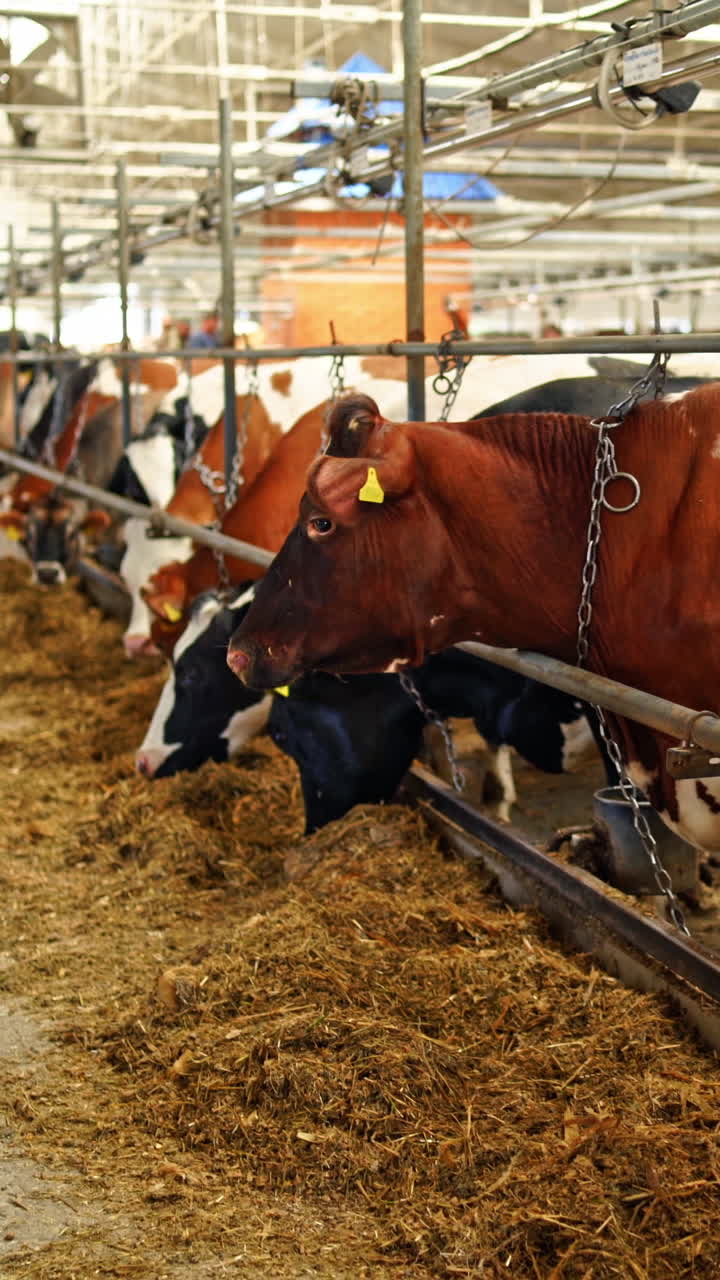 Rows of cows in a farm barn. Dairy cows of different coloring eating hay in cowshed. Livestock, milk production. Vertical video