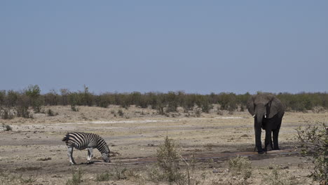 Elefante-Africano-Bebiendo-Juntos-En-Un-Pozo-De-Agua