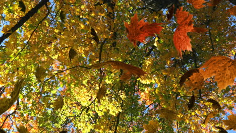 animation of multiple leaves falling over green forest