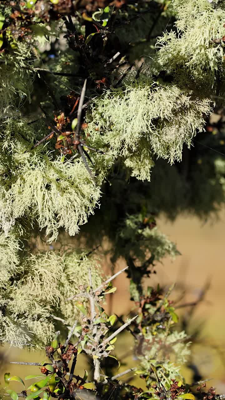 Un primo piano dettagliato di un ramo di albero Matagouri coperto di lichene verde pallido, con un lento movimento orizzontale della telecamera e luce naturale che crea un'atmosfera calda e serena.