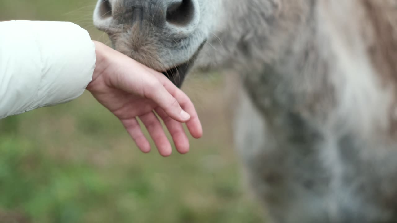 Female strokes the donkey close-up. Interaction between person and animals. Contact with animals.
