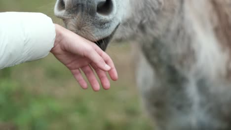 female strokes the donkey close-up. interaction between person and animals. contact with animals.