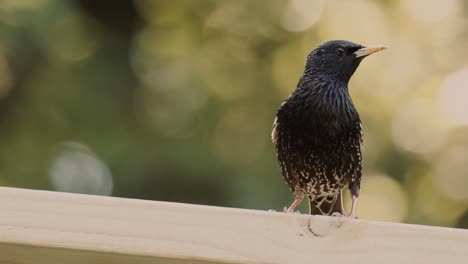 Small-bird,-standing-on-a-flat-wooden-part,-observing-environment-and-that-fly-away