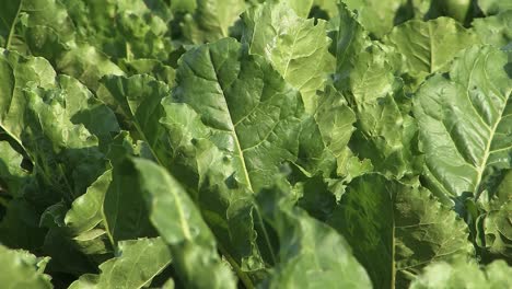 Close-up-of-Cabbage-turnip-leaves-on-a-field-in-Bavaria,-Germany