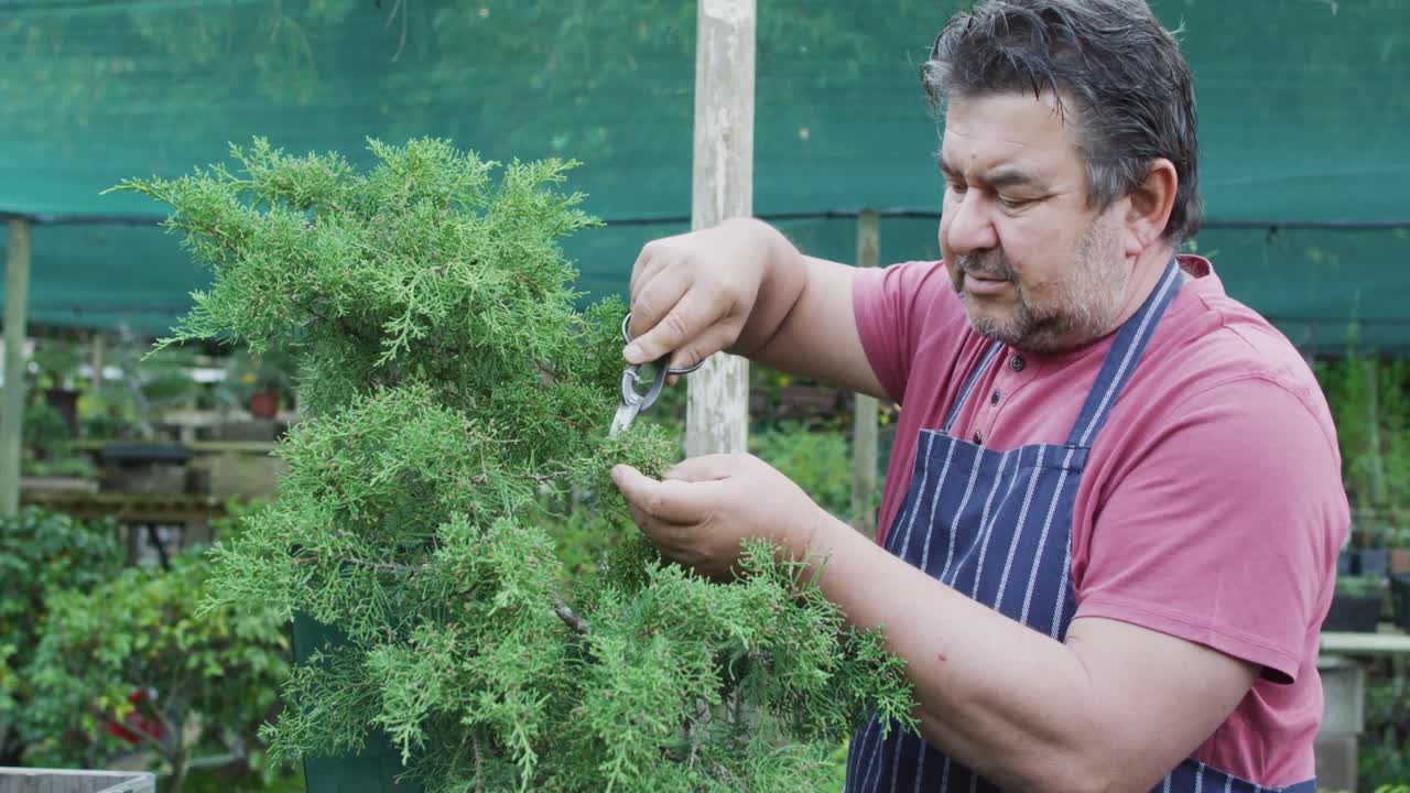 Caucasian male gardener cutting bonsai tree at garden center