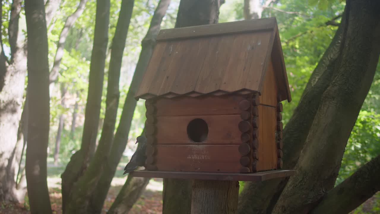 Wooden feeder in the forest close-up . Small wooden home for animals and birds in the green park.