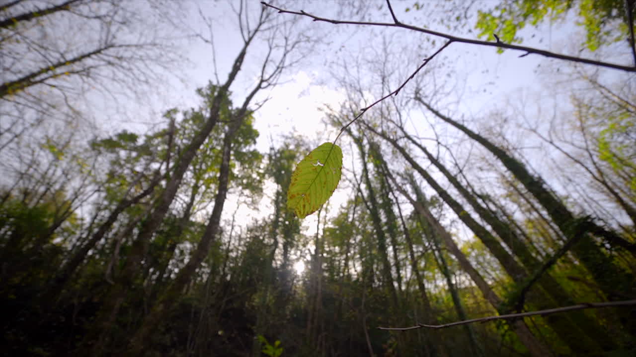숲 속의 나무에서 홀로 매달린 잎이 느린 속도로 움직입니다.