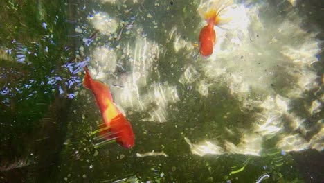 red fish swimming in a clear water pond