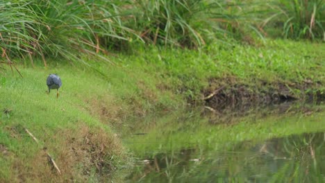 Caminando-Alrededor-Del-Estanque-Buscando-Comida-Para-Comer,-Garza-Estriada-Butorides-Striata,-Tailandia