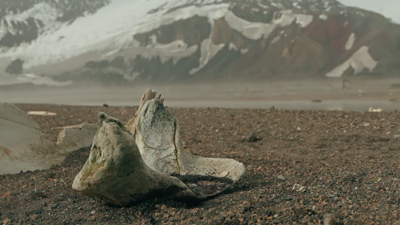 Primer plano de hueso de ballena agrietado y erosionado con líquenes en una playa de grava volcánica en Bahía Balleneros, Isla Decepción, con una montaña antártica con vetas de nieve detrás.
