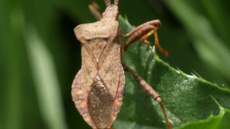 Macro-shot-of-a-brown-bug-with-long-feeler-crawling-on-the-edge-of-a-green-leave-in-slow-motion