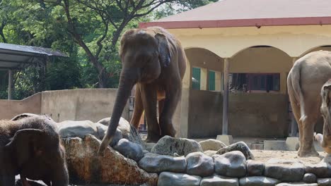 elephants at the zoo