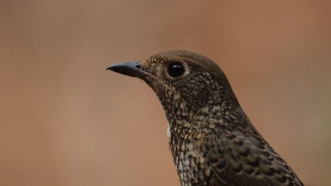 visto mirando a la izquierda en una captura de retrato mientras su ojo refleja el bosque, monticola gularis hembra, tailandia