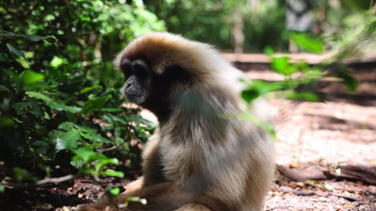 primer plano de un hermoso mono sentado en el suelo en el bosque y mirando a su alrededor. animales en el parque safari, sudáfrica