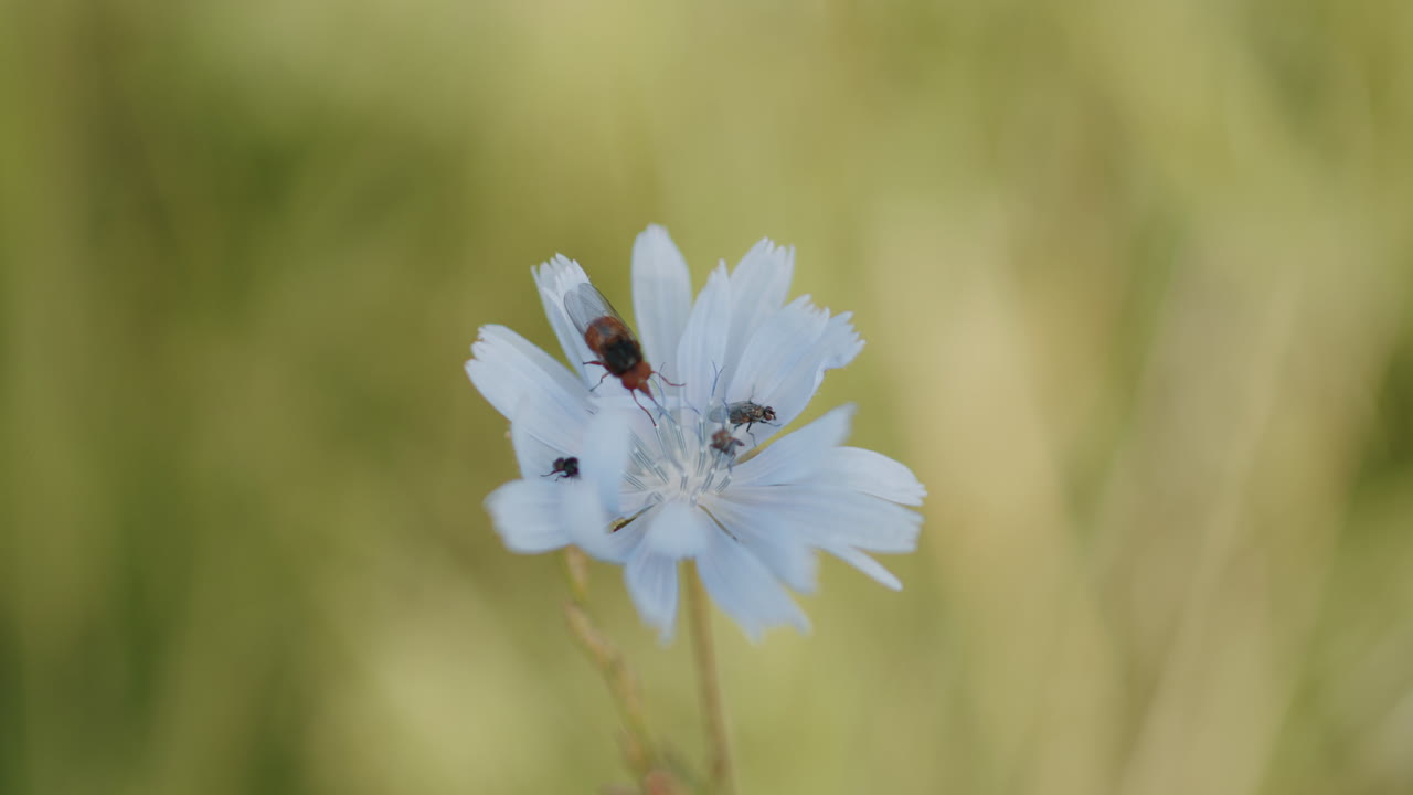 Makronærbilde av insekter på en blå blomst