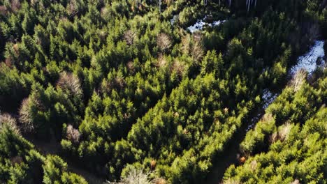 smooth flight forward over green and bare trees as part of a forest with a look-up shot to the bright horizon