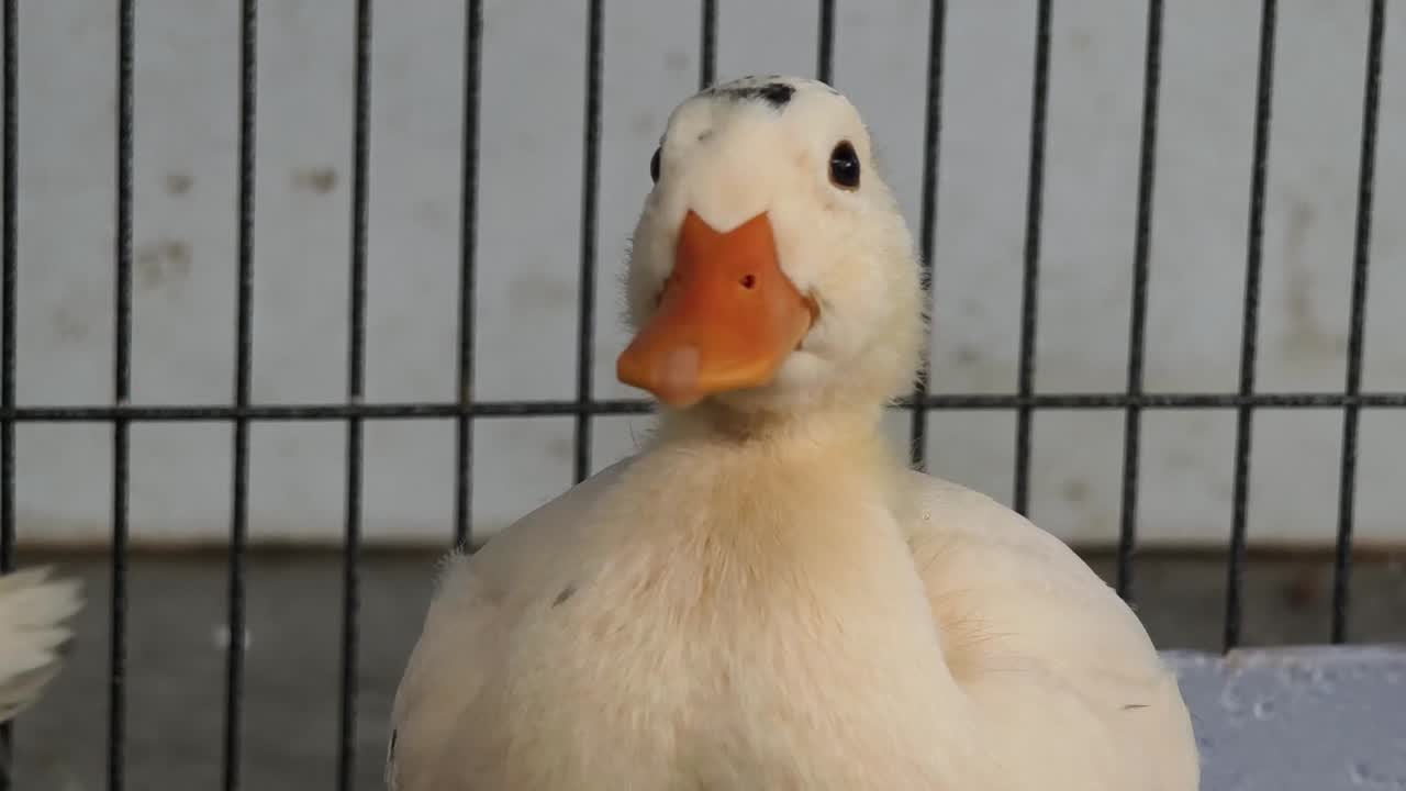 새끼 오리 들 은 동굴 에 혀 있다