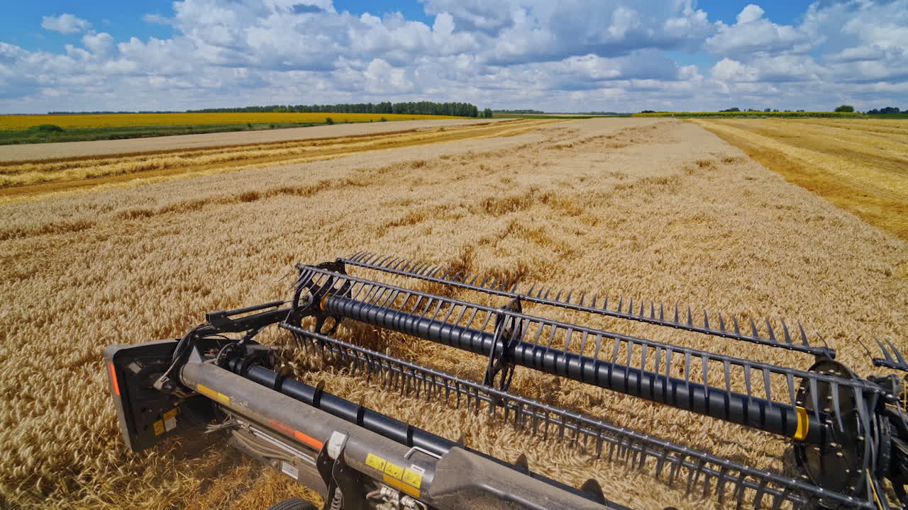 Special machine harvesting crop in fields, Agricultural technic in action. Ripe harvest concept. Cereal or wheat gathering. Heavy machinery, blue sky above field. Video from the combine.
