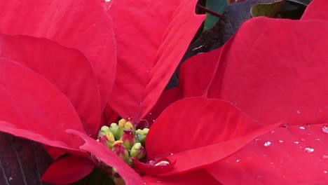 un primerísimo plano de la flor de navidad