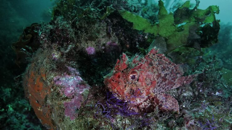 Tropical Scorpaenopsis papuensis fish underwater