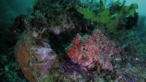 tropical scorpaenopsis papuensis fish underwater