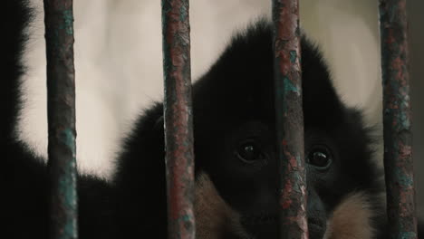 portrait of a sad black crested gibbon behind steel bar cage in a zoo park