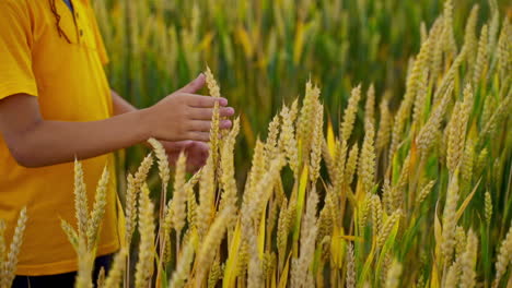 child in yellow t-shirt on wheat field. boy walking on wheat field and touching the ears. young agronomist stroking ripe spikelets. agriculture concept. close-up.
