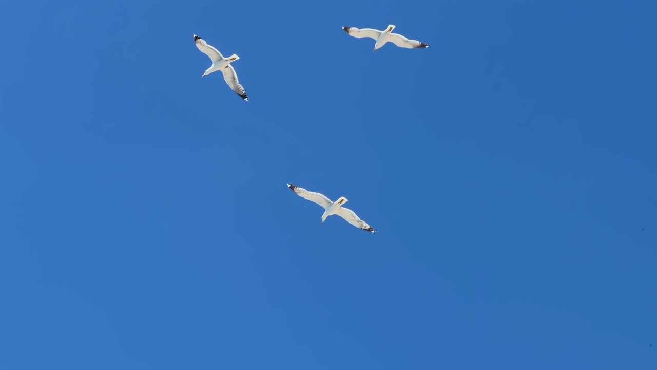 Seagulls soar through a clear blue sky above traditional yellow buildings in coastal Italy.