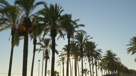 Palm-trees-along-the-beach-on-a-sunlit-day-with-a-vibrant-blue-sky