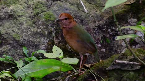 La-Pitta-De-Nuca-Oxidada-Es-Un-Ave-Confiada-Que-Se-Encuentra-En-Hábitats-De-Bosques-Montañosos-De-Gran-Altura,-Hay-Muchos-Lugares-En-Tailandia-Para-Encontrar-Esta-Ave