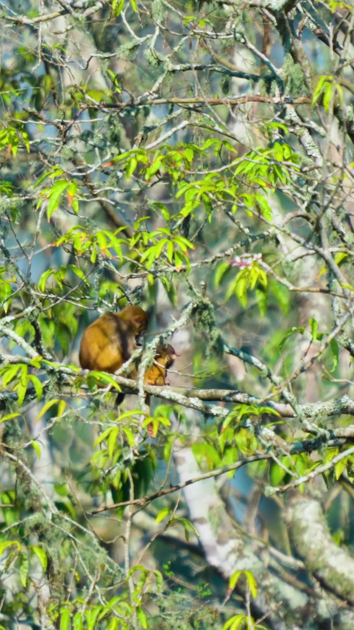 Una scimmia madre e il suo cucciolo che riposano su un ramo d'albero nelle lussureggianti foreste dell'India. Autentica scena di fauna selvatica adatta per documentari naturalistici e progetti di sostenibilità.