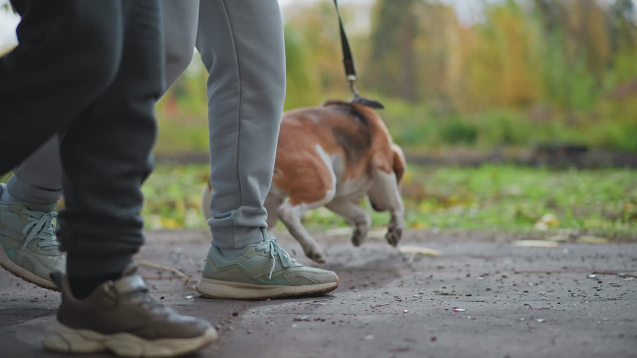 low angle leg view of owners walking with beagle on leash while dog tries to run ahead and owner holds it firm on autumn path strewn with colourful leaves under cloudy sky