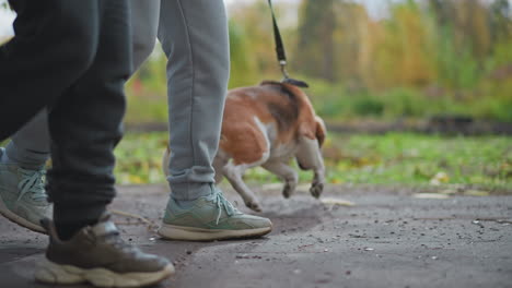 low angle leg view of owners walking with beagle on leash while dog tries to run ahead and owner holds it firm on autumn path strewn with colourful leaves under cloudy sky
