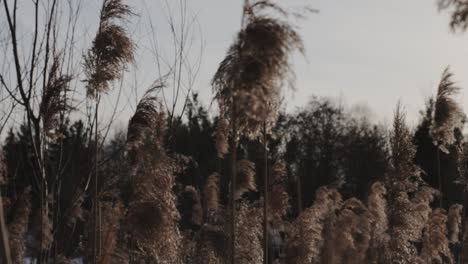 a rack focus of cat tail plants to trees in the background