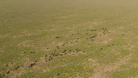 big herd of wildebeests moving to new location over serengeti valley during migration season, serengeti national park, tanzania