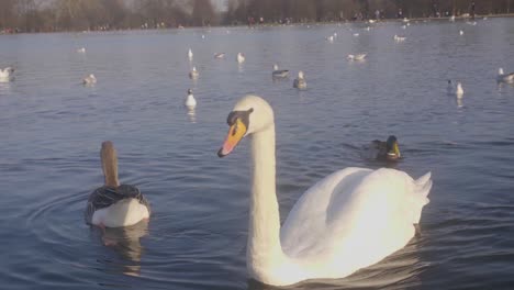cisnes y patos nadando en un lago en un soleado día de invierno