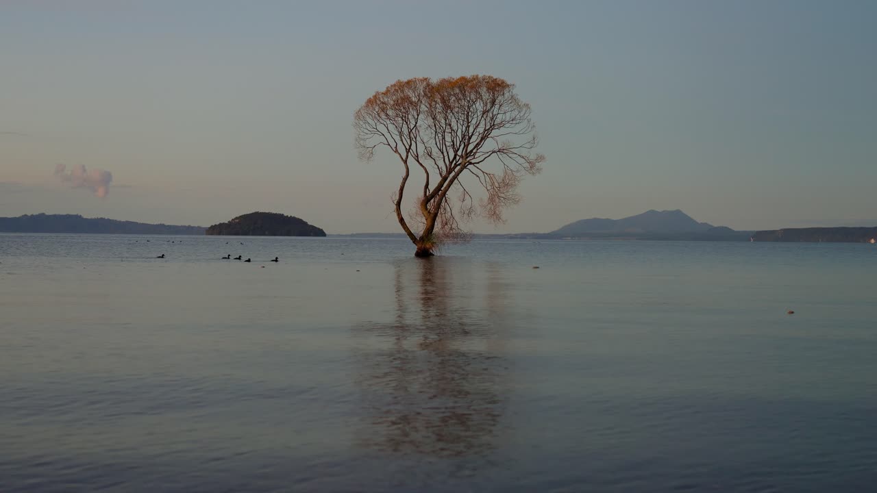 Serene moment at calm water of Lake Taupo with willow tree and ducks