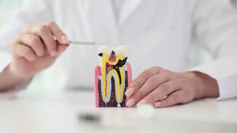 dentist explaining tooth anatomy with a dental model