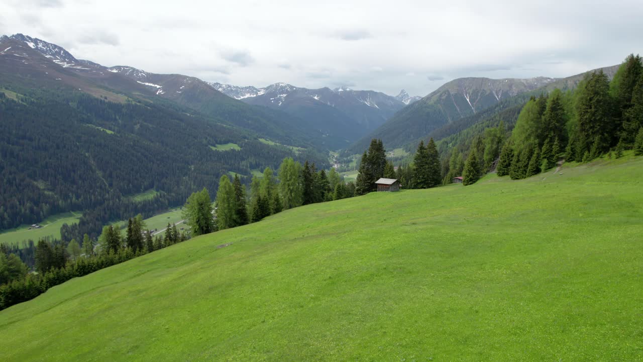 Aerial drone footage rising above an alpine meadow in spring in full flower with a forest of green conifer trees, log cabin and mountains in the background in Davos, Switzerland