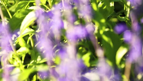 close-up of purple flowers and green leaves