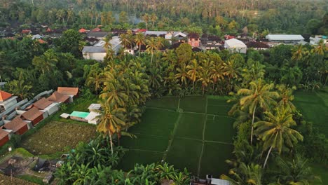 drone circles over a patch of rice paddies surrounded by palm trees, then ascends and tilts up to reveal a rural balinese village, tree canopy, and hazy morning horizon