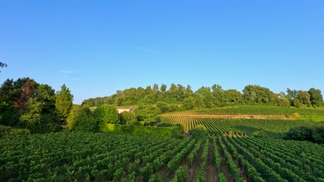 lush vineyard landscape with rolling hills