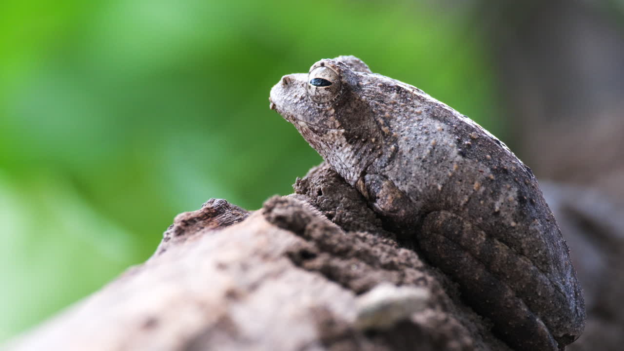 보케 자연 배경과 함께 회색 거품 둥지 나무 개구리