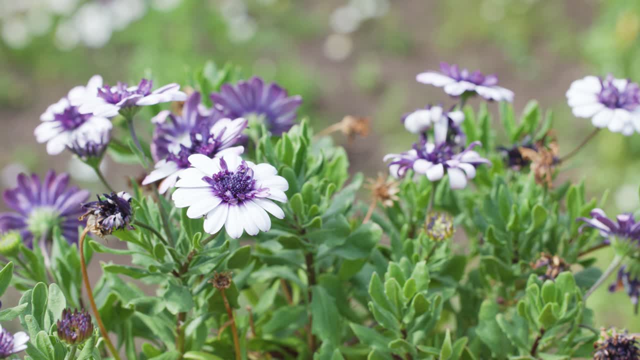 A bee moves among blooming purple and white African daisies in a sunlit garden, captured with smooth camera panning and shallow depth of field