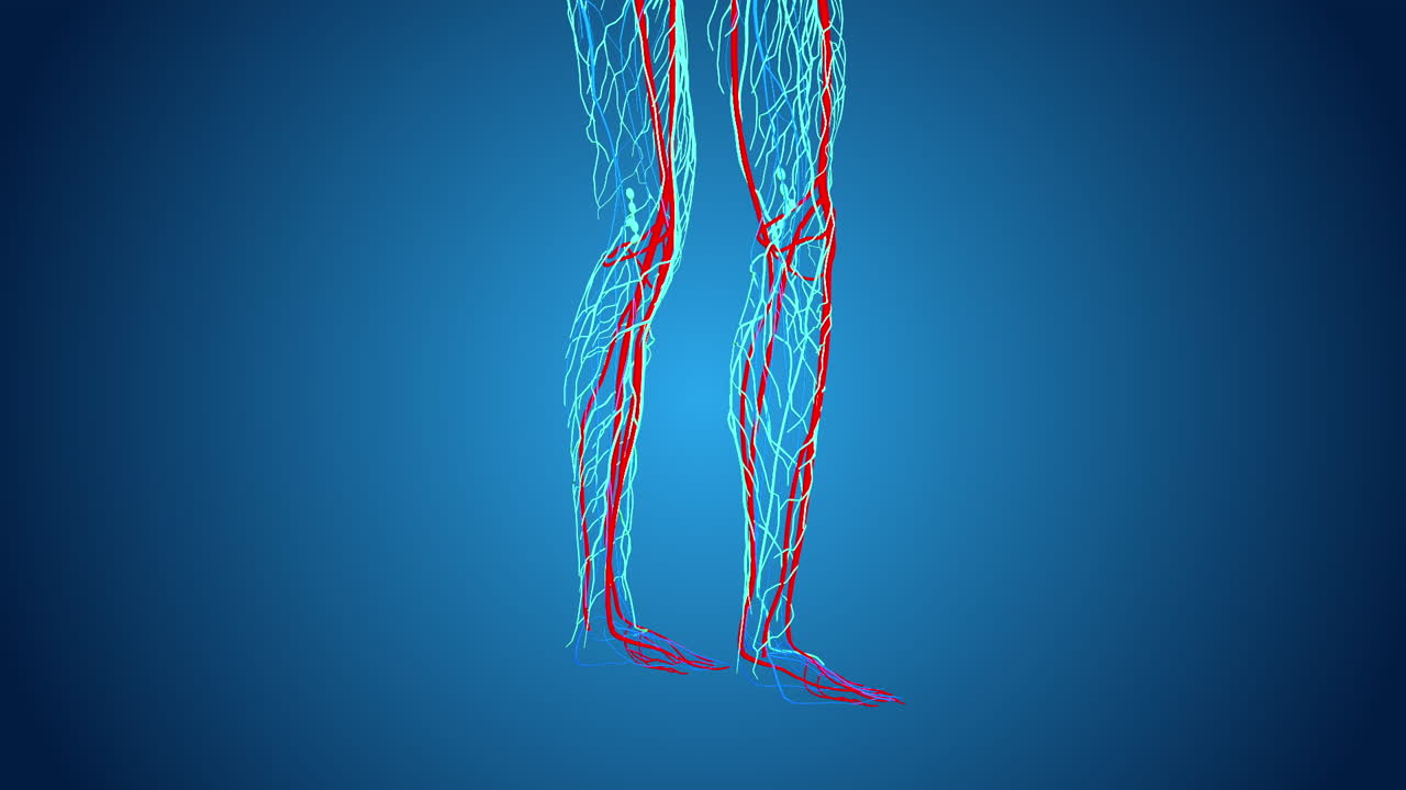 Human Leg Vascular System