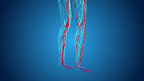 human leg vascular system