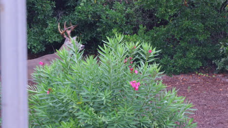 Huge-whitetail-buck-walks-through-a-parking-lot-in-a-urban-setting